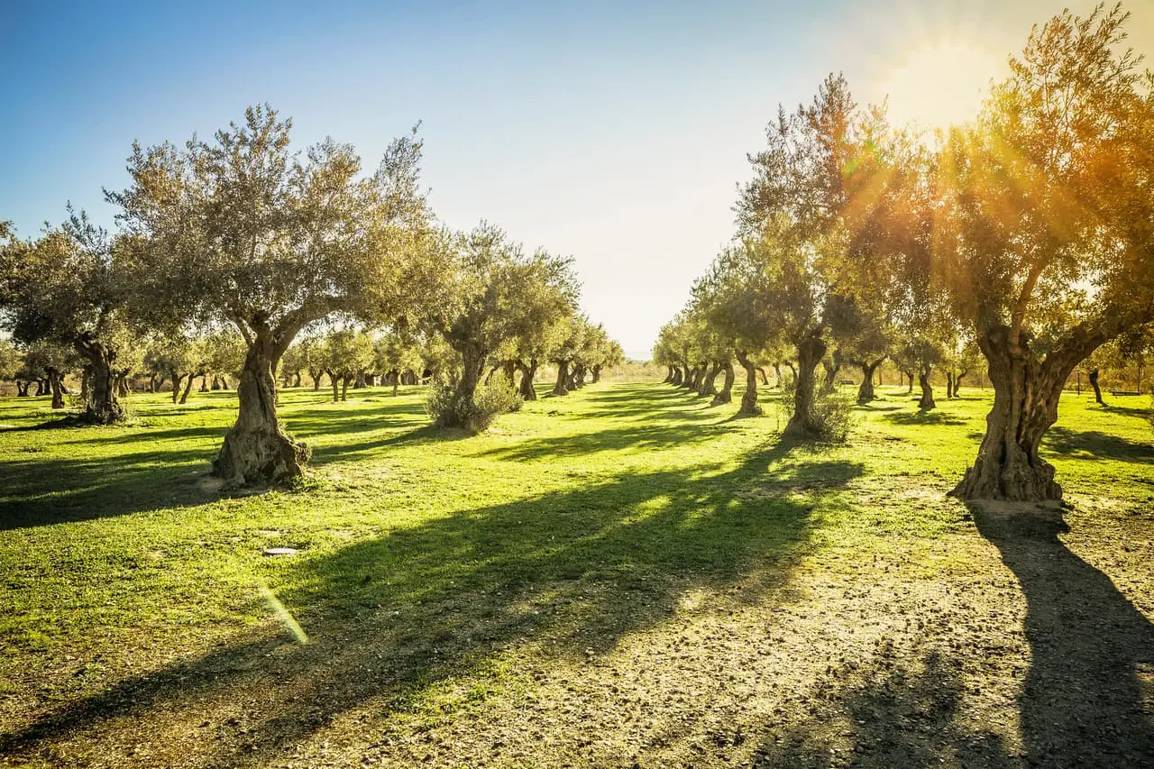 Olivenbaum als Symbol für mediterrane Lebensmittelqualität